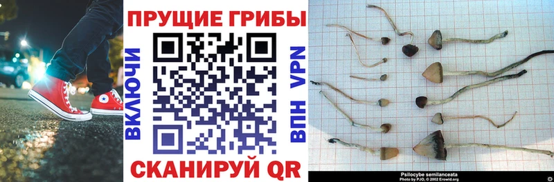 магазин  наркотиков  Ленинск-Кузнецкий  Галлюциногенные грибы GOLDEN TEACHER 